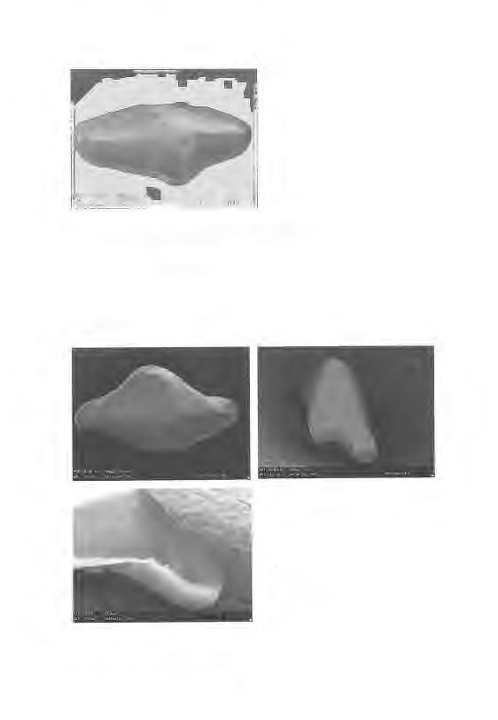 Fig. 10: M004 (photo n 48), holotype of Lissodus cristatus, lateral tooth.