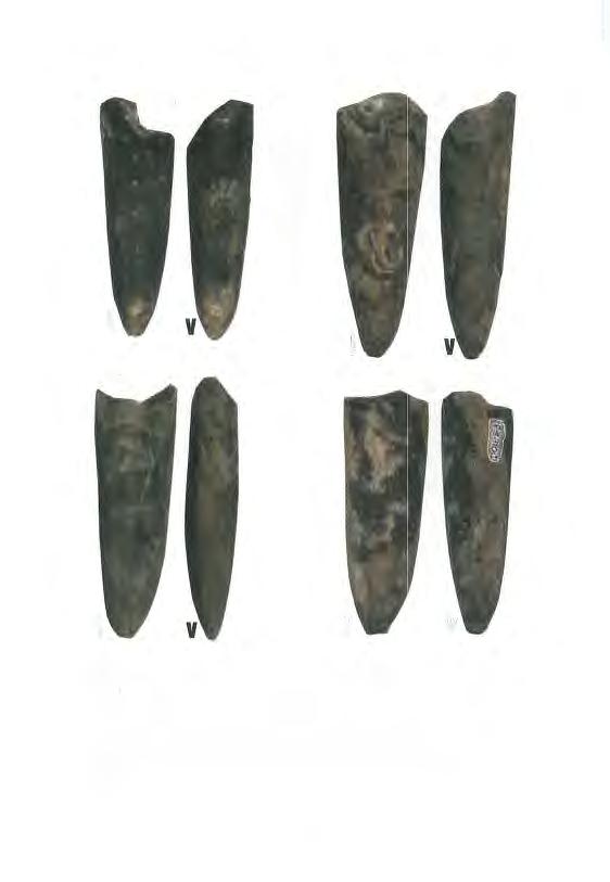 35 Fig.33: Dactyloteuthis crossotela (Blake) - Aalensis-Zone, Kayl (MnhnL KA131).