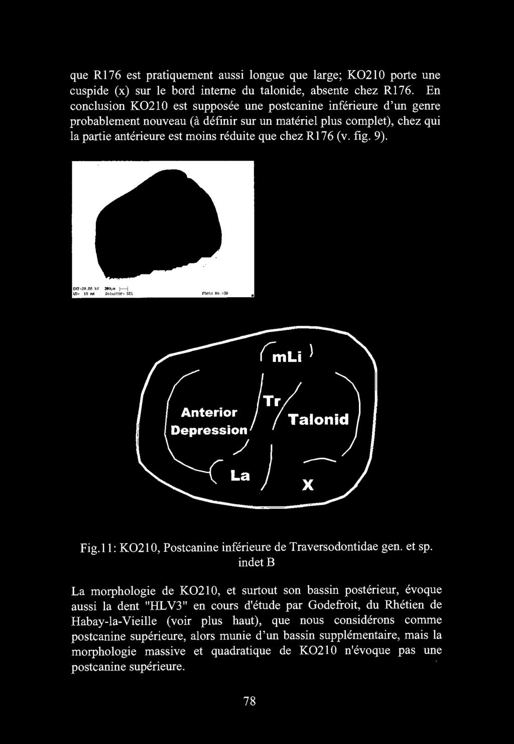 indet B La morphologie de K02 l 0, et surtout son bassin posterieur, evoque aussi la dent "HL V3" en cours d'etude par Godefroit, du