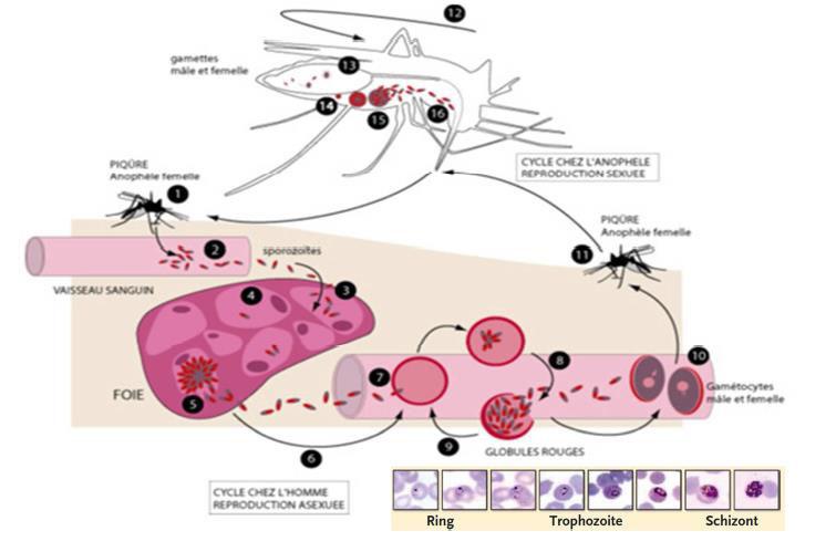 Cycle parasitaire Gâmètocyte mâle et Femme femelleet femelles Cycle chez anophèle reproduction sexuée Injection de sporozoites Ingestion de gâmétocytes Sporozoites