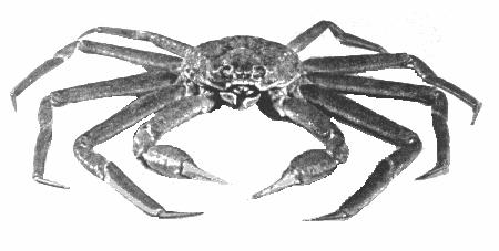 La pêche au crabe des neiges dans l'estuaire et le nord du golfe du Saint-Laurent a débuté à la fin des années 196. Elle a connu un essor marqué de 1979 à 198.