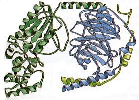 1 Récepteurs couplés à une protéine G - principe Structure du récepteur : - rotéine avec 7 domaines transmembranaires - Un site de liaison extracellulaire : ligand - Un site de liaison