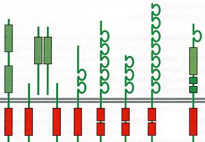 ropriété de la Faculté de Médecine 6.1 Récepteurs couplés à une enzyme - principe Le récepteur agit comme une enzyme ou forme un complexe avec une enzyme.