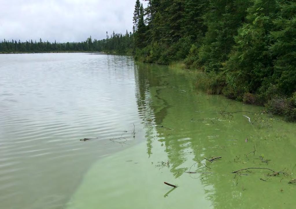 1.. Analyses d algues bleu vert En 015, le Centre d expertise en analyse environnementale du Québec (CEAEQ) a analysé 171 échantillons provenant des plans d eau