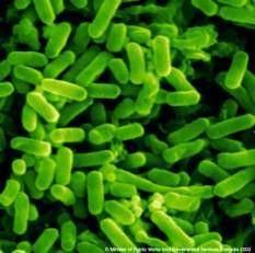 Epidémiologie microbienne - Germes incriminés Escherichia coli Klebsiella Proteus Enterococcus Enterobacter Candida E coli avec ESBL en 2016 représentent Suisse: pts hospitalisés: 9.