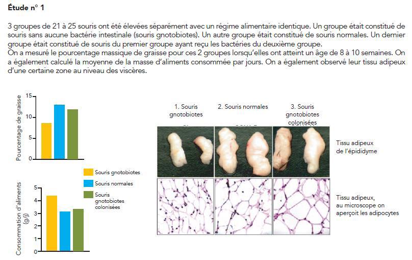 Document 8C Les effets d une modification du microbiote intestinal eduscol.education.