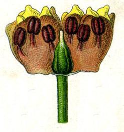 Autres La fleur Le périanthe est long de 7-8 mm Les étamines incluses, à filets courts, filiformes, sont insérées au milieu du tube du périanthe, anthère