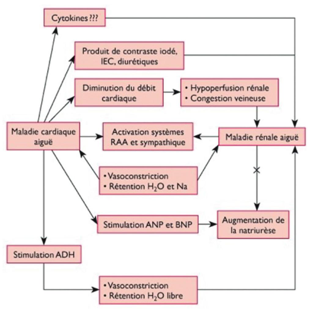 Le rôle du système rénine-angiotensine-aldostérone La dysfonction VG et la congestion veineuse diminuent le débit de filtration glomérulaire, ce qui active le SRAA, le système arginine-vasopressine