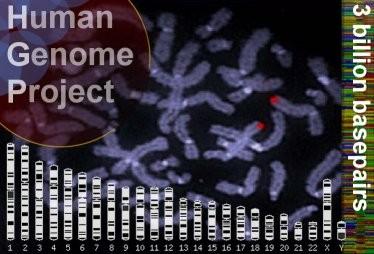 D autres gènes situés sur le chromosome Y sont nécessaires pour qu un individu mâle puisse fabriquer des spermatozoïdes et se reproduire.