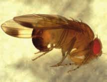 D DOSSIER BIOLOGIE ET DÉGÂTS RECONNAISSANCE C est au stade adulte que l identification de Drosophila suzukii peut se faire le plus facilement.