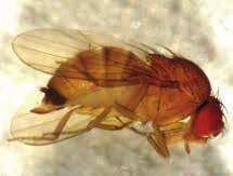 Adulte Drosophila suzukii, appelée aussi drosophile à ailes tachetées, en anglais SWD pour Spotted Wing Drosophila, fait partie de l ordre Diptera et de la famille Drosophilidae.