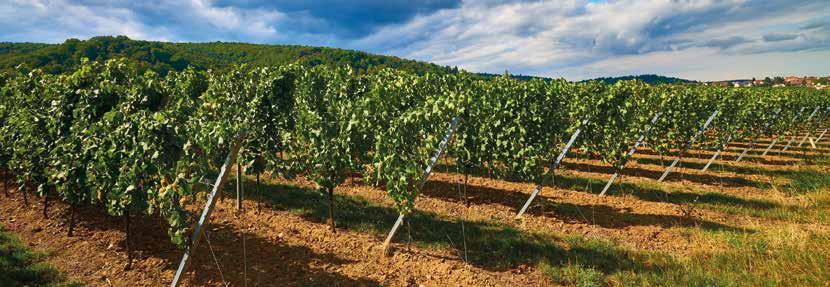 Profilé P7E Le piquet de tête P7E a été spécialement conçu pour une utilisation dynamique dans les secteurs de la viticulture et de l arboriculture.