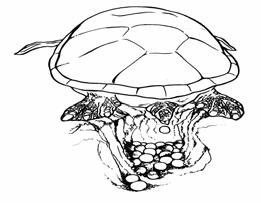 FICHE ENSEIGNANT N 6: LE CYCLE DE VIE DES TORTUES MARINES Cet exercice simplifié a pour objectif de situer la tortue dans