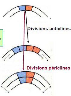 L organogenèse : La zone axiale est très peu active, autour l anneau initial se divise activement et forme le primordium foliaire qui va rapidement se différencier.