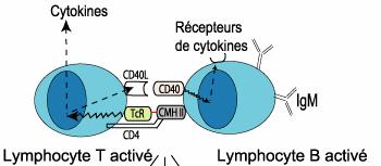 (1) B reconnaît T (MHCII CD4) (2) T reconnaît B (TR peptide/mhcii) et devient «T activé» (3) «T activé» synthétise et exprime CD40L et des cytokines