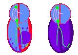 Les circulations régionales sont en parallèles (ex: circulation au niveau du cerveau est parallèle à la circulation rénale, elle-même en parallèle de la circulation hépatique...) d.