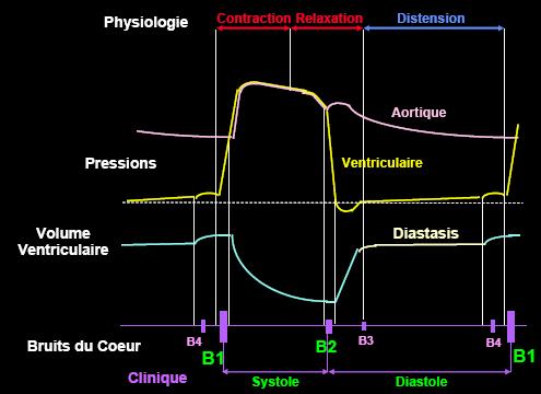 II. Cycle cardiaque Nous allons le décrire au niveau du VG (ce cycle est identique dans le VD exceptées des différences de pression).