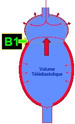 B1 et B2 sont séparés par un intervalle court, la Systole. B2 et B1 sont séparés par un intervalle long, la Diastole. Systole et Diastole sont des définitions cliniques.