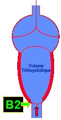c. La relaxation isovolumique Au cours de cette relaxation, il n'y a pas de changement de volume, nous sommes toujours au VTS. B2 est créé par la fermeture de la valvule aortique.
