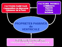 Les propriétés passives du ventricule Elles dépendent de trois groupes de facteurs: les facteurs pariétaux > composition du myocarde: fibrose+++ > épaisseur de la paroi les facteurs physicochimiques