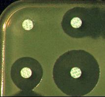 Antibiogramme standard : méthode des disques sur gélose Un milieu solide est ensemencé avec la bactérie à tester des disques en papier imprégnés