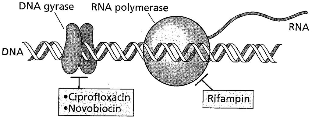 Antibiotiques impliqués dans la transcription et la réplication de l ADN bactérien Inhibition spécifique de la RNA-polymérase : la rifampicine.