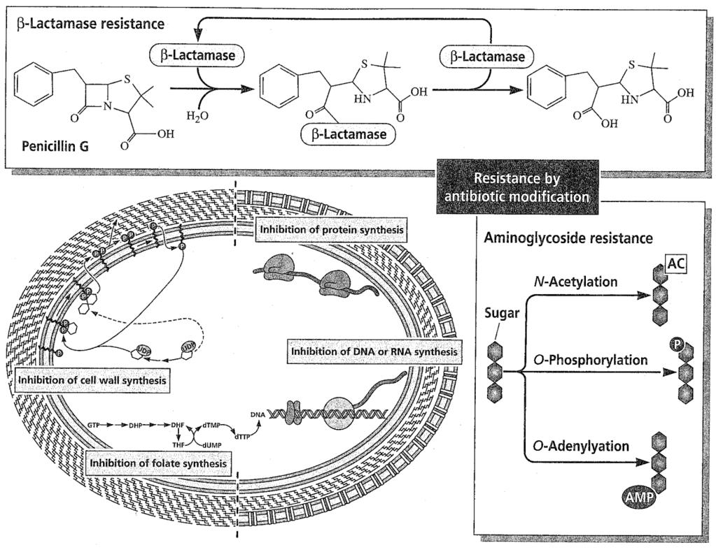 Résistance par modification de l'antibiotique par une b-lactamase pour les b-lactames L acide clavulanique est inhibiteur de la b-