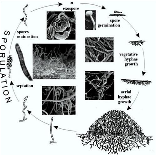 Streptomyces -Bactéries du sol,
