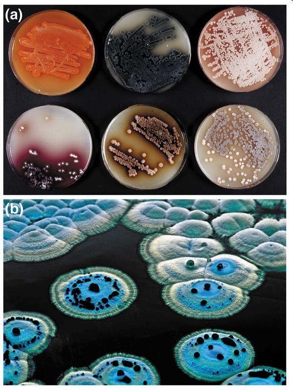 Production de métabolites secondaires colorés par différents Streptomyces.