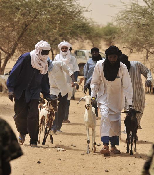PILIER 3 : Appliquer les mesures de RRC aux moyens d existence Mali Système de crédit rotatif du bétail Aider les petits