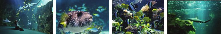 Aquarium de La Rochelle Véritable plongée dans l univers de la mer, l aquarium de La Rochelle vous fait découvrir la faune