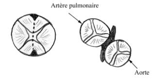 4. Cloisonnent du bulbe artériel 4 Valvules apparaissent dans le bulbe artériel.