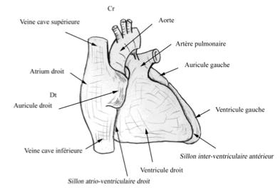 II. Morphologie Externe du Cœur A. Vue latérale On observe au niveau de l atrium droit une auricule, qui n est qu une petite boursouflure.