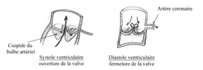 B. Ventricule droit La valve tricuspide est constituée de 3 cuspides.