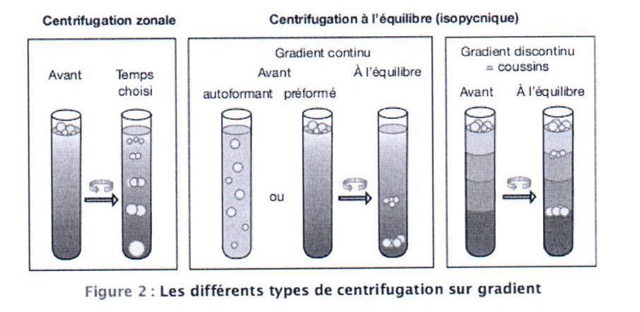Centrifugation sur gradient de densité Centrifugation zonale La densité maximale du gradient est inférieure à la densité maximale des composants séparation basée sur la vitesse de sédimentation