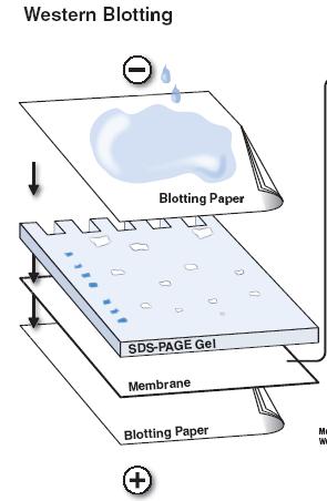 Les différentes étapes du WB : 1. Séparation des protéines par SDS-PAGE (Attention pas d étapes de fixation) 2.