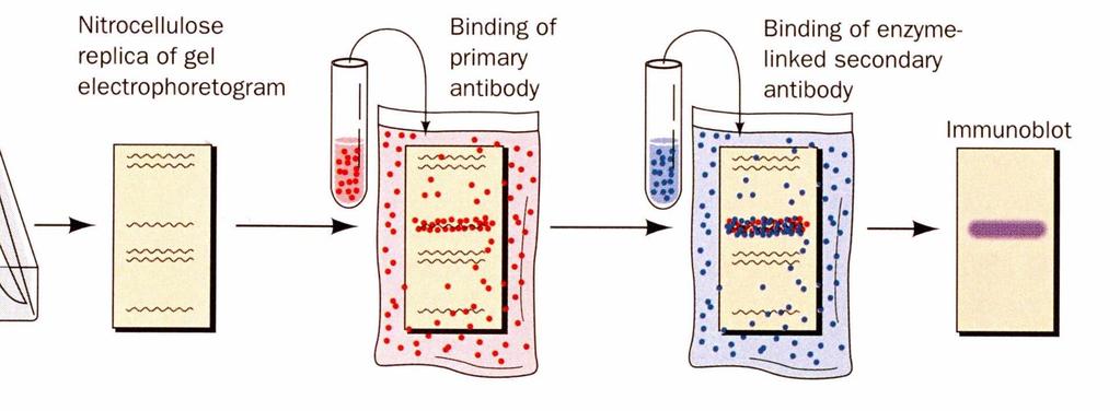 3. Blocage des sites non occupés par incubation de la membrane dans une solution contenant des protéines inertes 4.