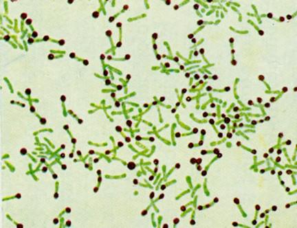 corps bacterien jaune.