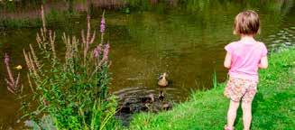 NOURRIR LES ANIMAUX SAUVAGES? PAS SANS CONSÉQUENCES! Donner du vieux pain aux canards sur le bord d un étang Un excellent souvenir d enfance.