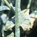 En cas de forte attaque, les feuilles peuvent se dessécher et tomber prématurément. La croissance de la plante est affectée et les siliques atteintes produisent des graines plus petites.