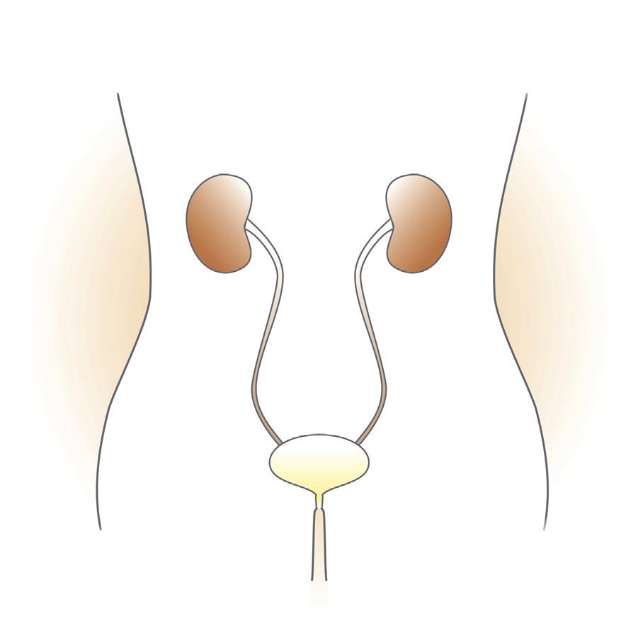 Le système urinaire Le système urinaire comprend deux reins, deux uretères, la vessie et l urètre. Les reins filtrent le sang et produisent l urine.