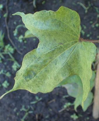 AUTRES CULTURES Rhizoctone foliaire sur haricot Rhizoctonia solani Une parcelle de haricot bio à