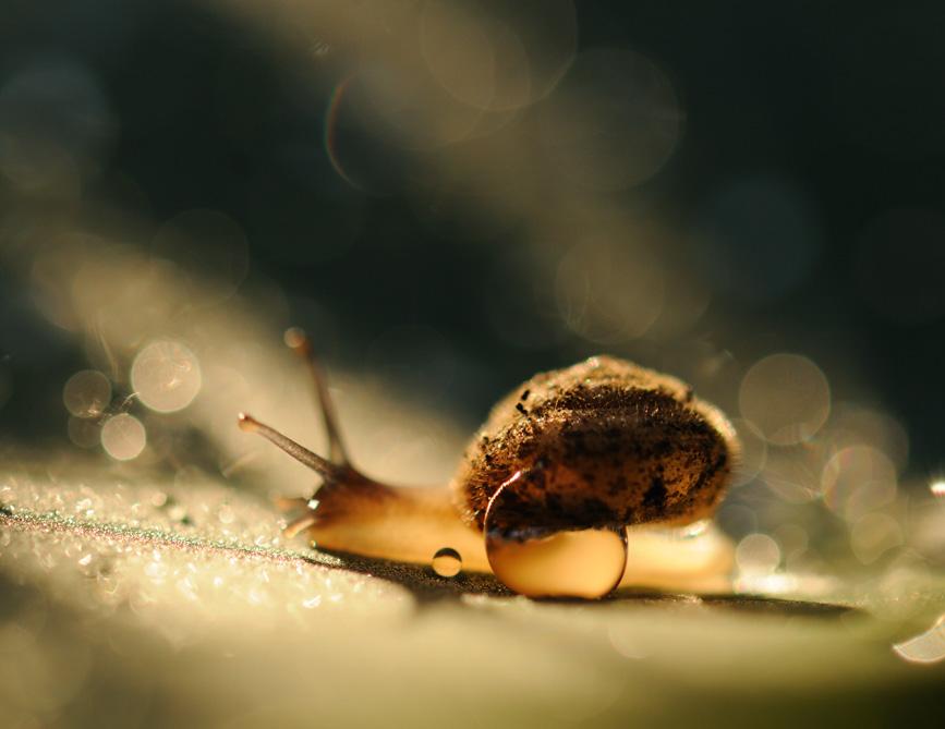 Proposition d activité Définir la notion d espèce avec les escargots Discipline concernée : Auteur : Sciences de la Vie et de la