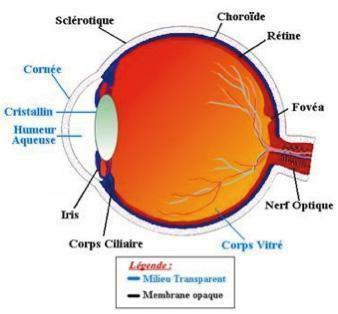 La vision sans lunettes après l opération de la cataracte. Mythe ou réalité? Docteur Jean-Philippe Colliot, Ophtalmologiste à Chantilly Adresse du site : www.docvadis.