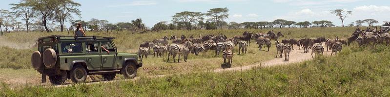 7ème jour NGORONGORO / SERENGETI Départ de Ngorongoro pour le parc national du Serengeti, le second parc animalier d'afrique avec