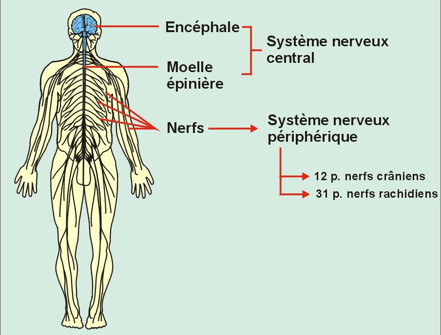 On peut séparer le système nerveux en deux structures : Le