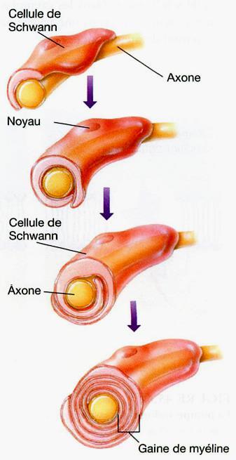 Formation de la gaine de myéline autour d un axone périphérique, par des