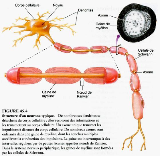 Les neurones le corps cellulaire contient le noyau les dendrites reçoivent les informations