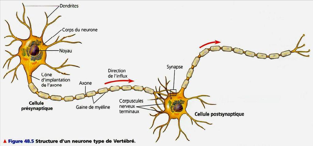 Dans le SNC, les axones myélinisés forment la substance blanche, alors que les dendrites et les corps cellulaires forment