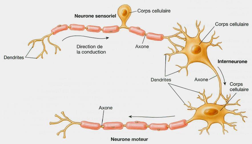 Les neurones sensoriels transmettent des informations sur l environnement vers la moëlle épinière et le cerveau (dendrites connectés aux récepteurs sensoriels) Les interneurones, qui se trouvent dans